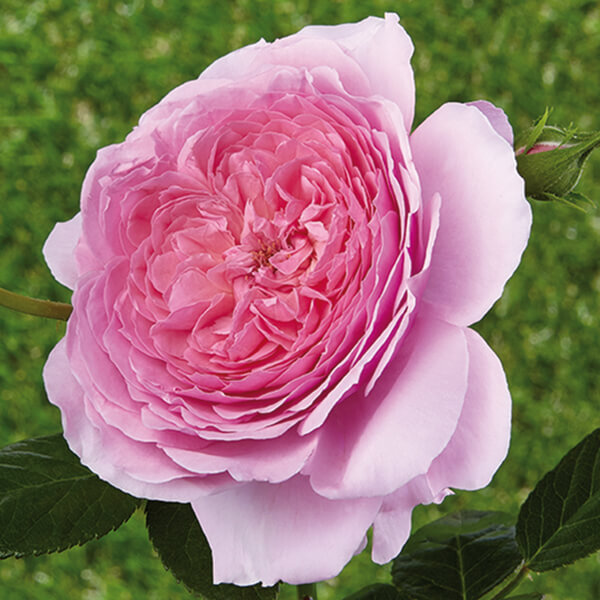 Rosa romántica