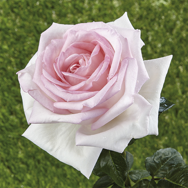 Rosa arbustiva de parque