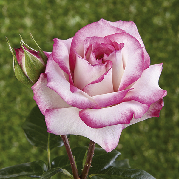 Rosa trepadora y rastrera